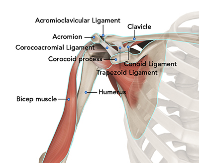 Shoulder Anatomy